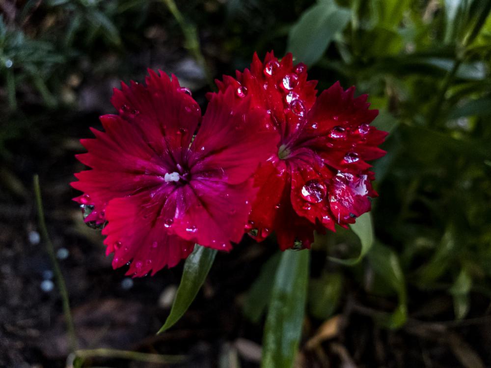 Red Flower Wet From Rain Red Flower Wet From Rain