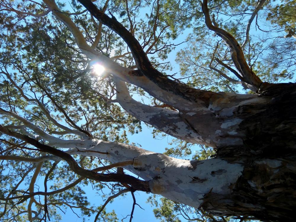 River Red Gum River Red Gum