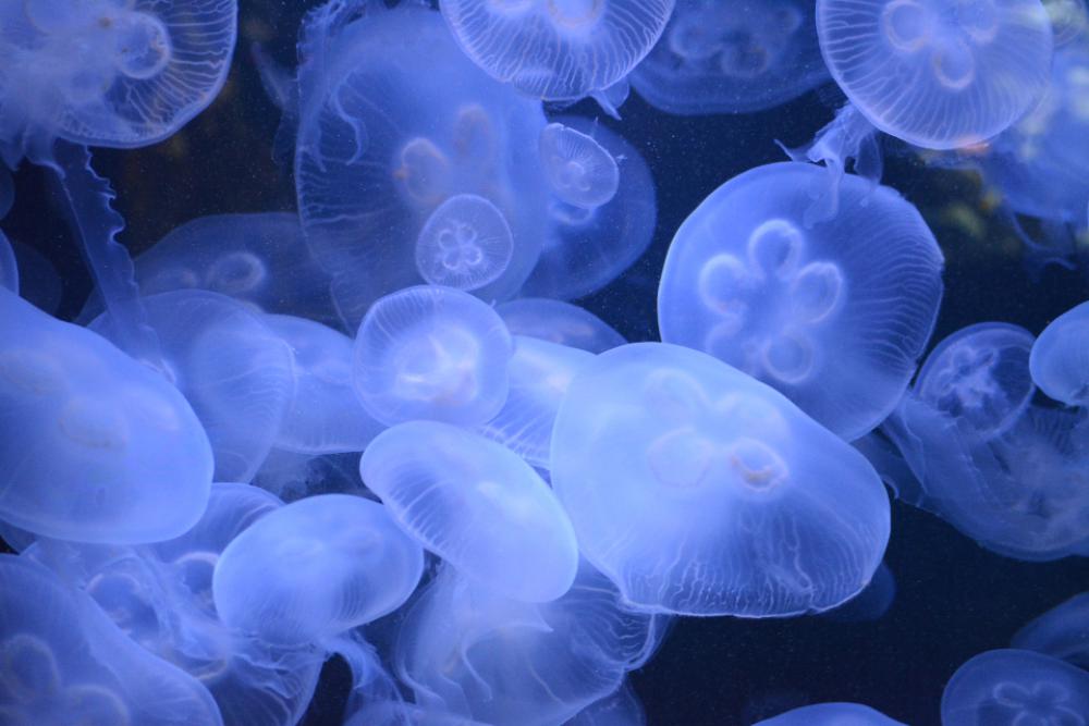 jellyfish blue texture water nature jellyfish blue texture water nature