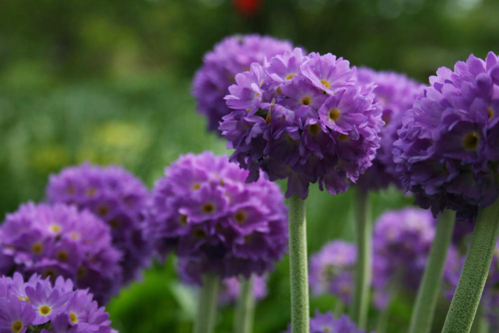 purple flowers nature round blossom purple flowers nature round blossom