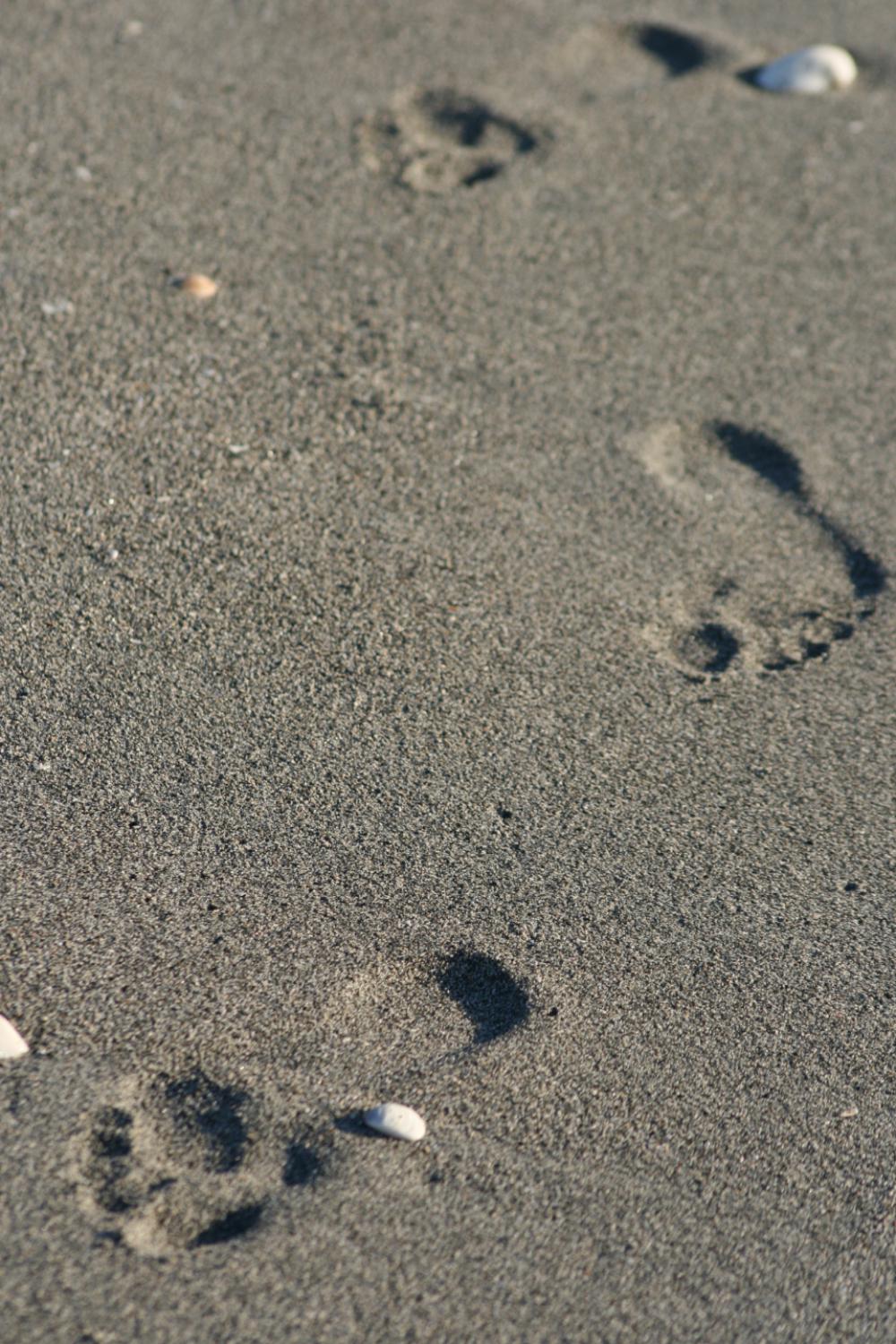 footprints sand beach barefoot foot footprints sand beach barefoot foot