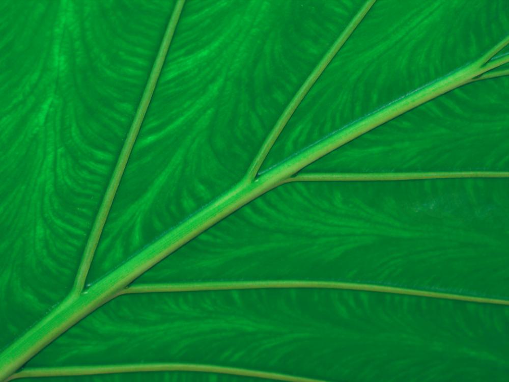 green leaf macro plant detail green leaf macro plant detail