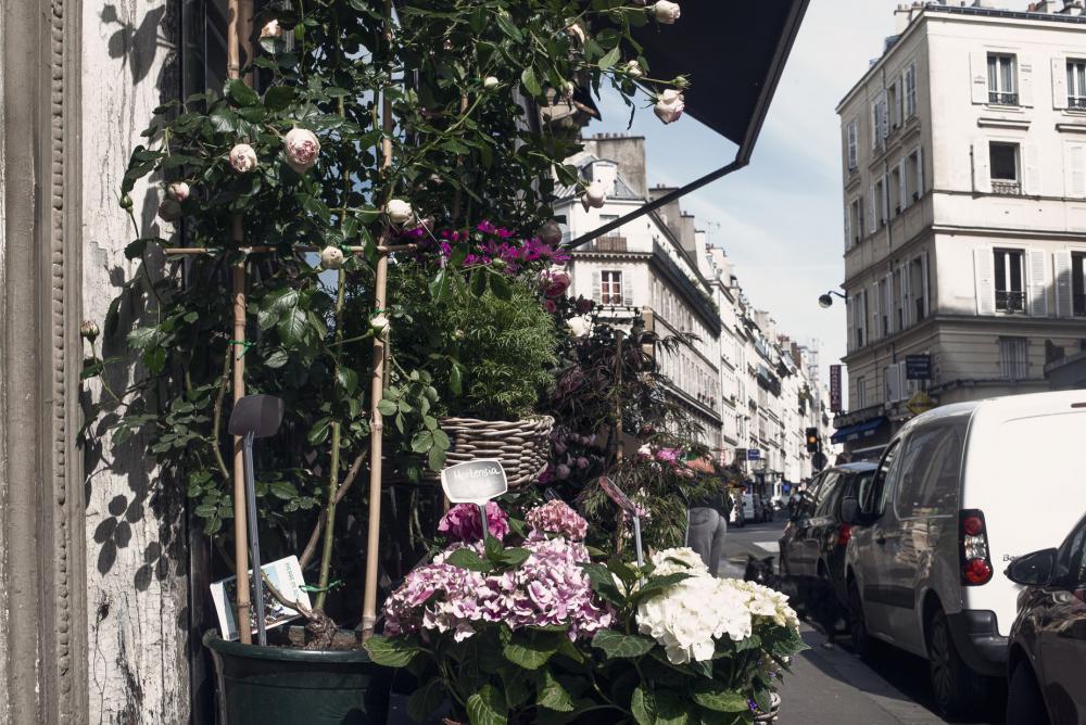 Pink Urban Blooms Photo Pink Urban Blooms Photo