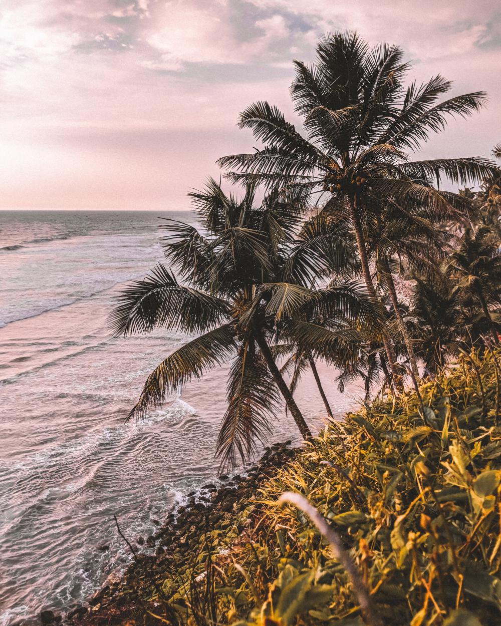 Cliffside Palms Photo Cliffside Palms Photo