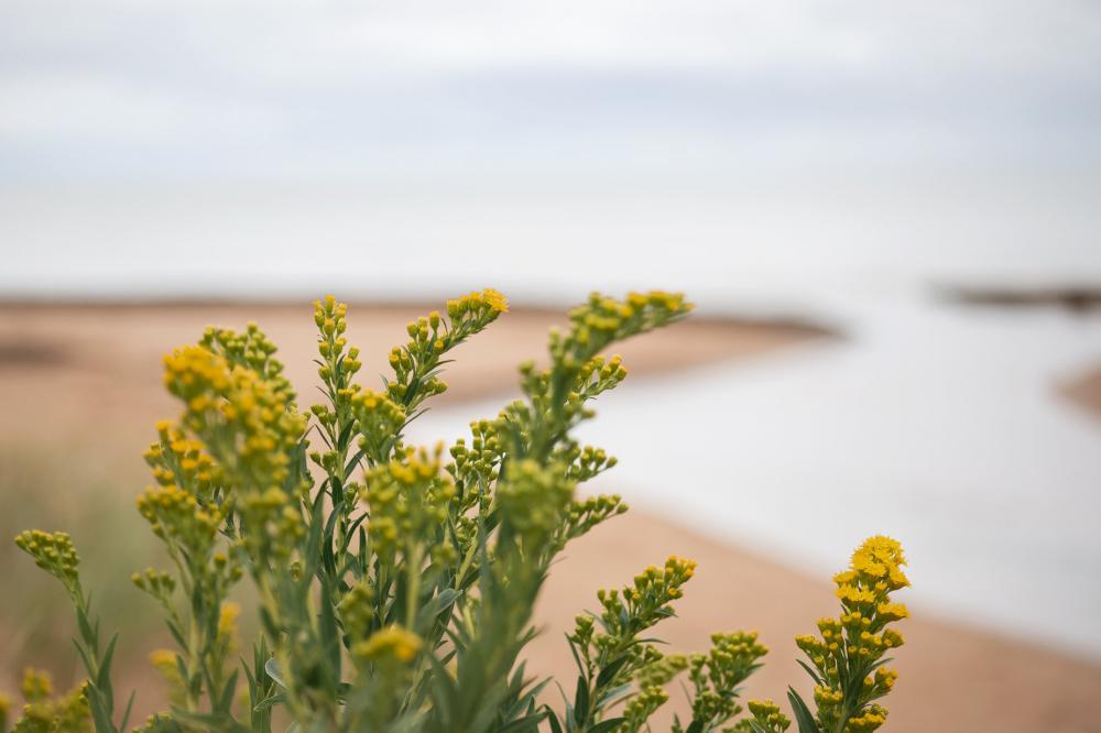 Flowers View Photo Flowers View Photo