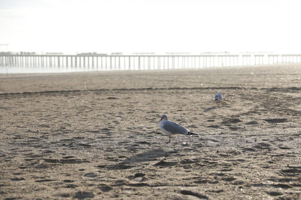 Seagulls on Beach Seagulls on Beach
