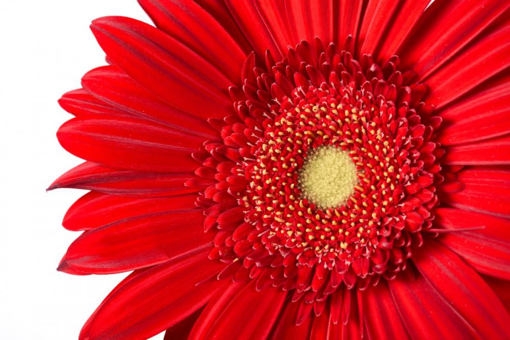 Macro Isolated Flower Macro Isolated Flower