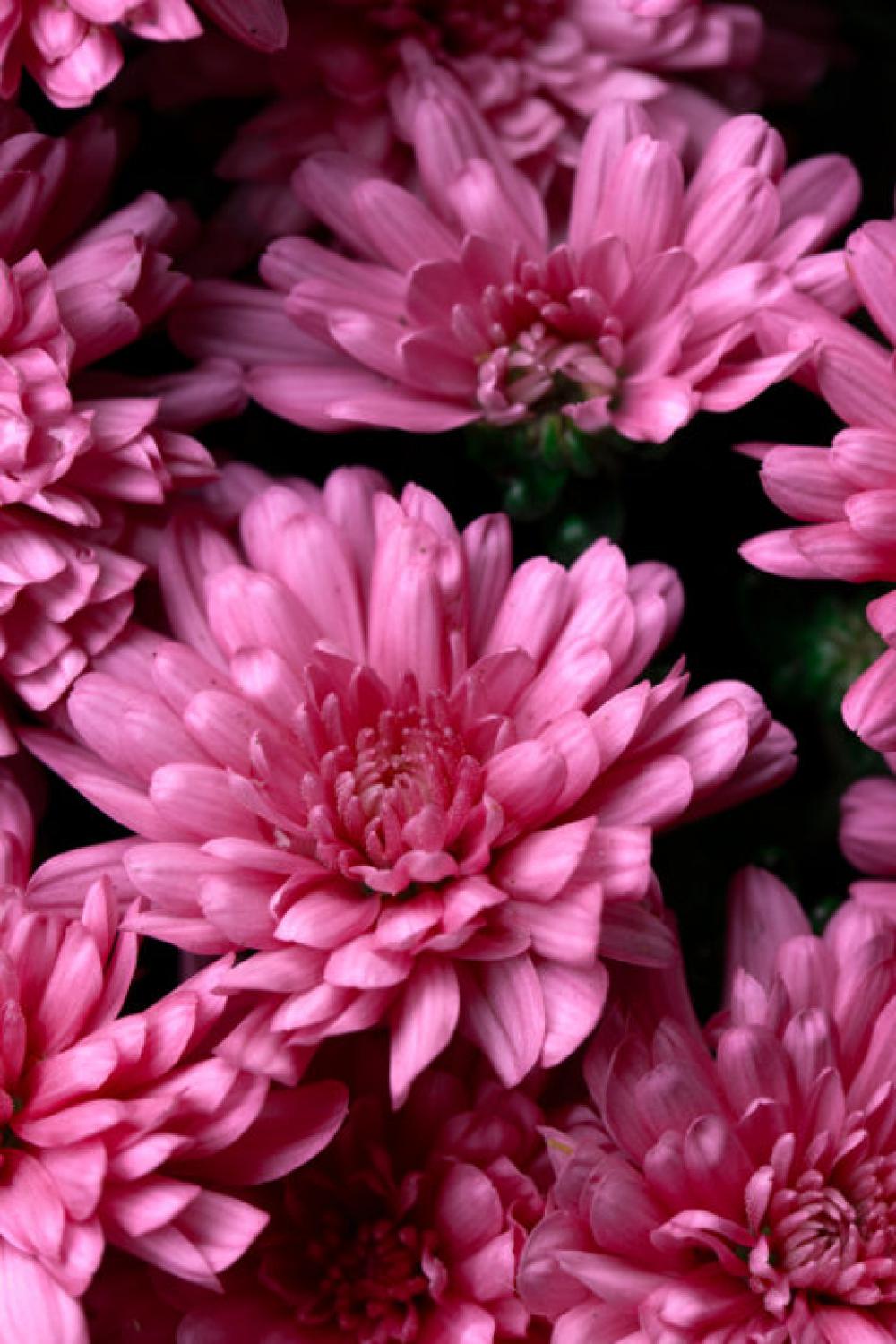 Macro Flower Garden Free Photo Macro Flower Garden Free Photo