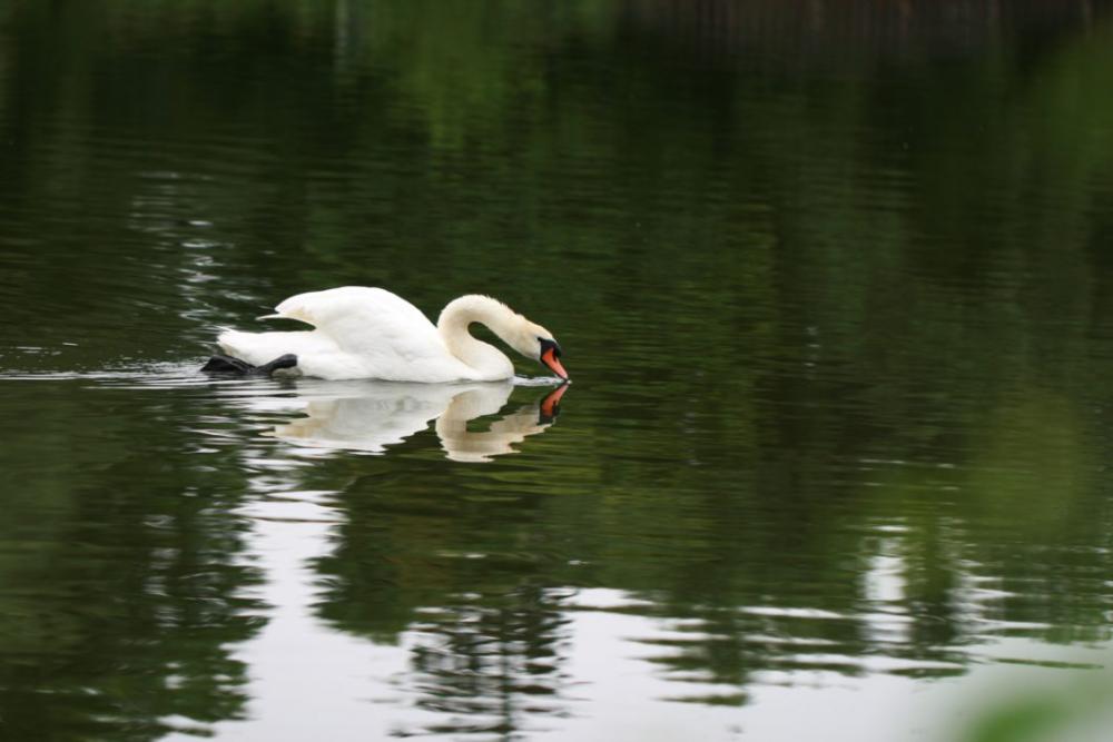 Swan Bird Lake Free Photo Swan Bird Lake Free Photo