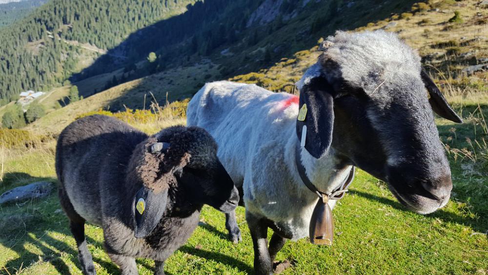 Nature Meadow Sheep Animals Graze Look Attention Nature Meadow Sheep Animals Graze Look Attention
