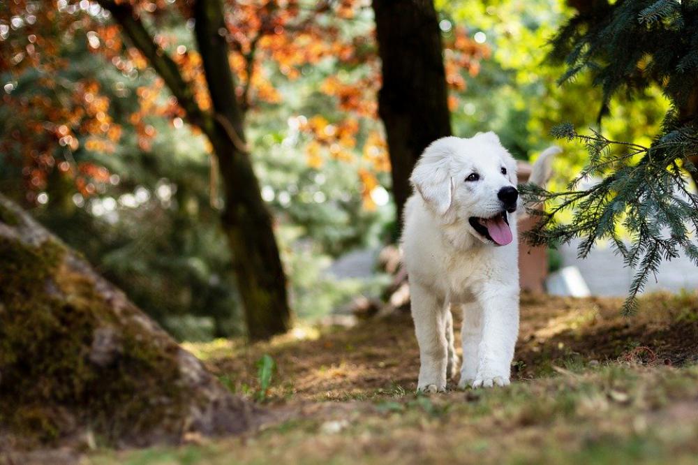 Dog Puppy Sheep-Dog Biala Animals White Clean Dog Puppy Sheep-Dog Biala Animals White Clean