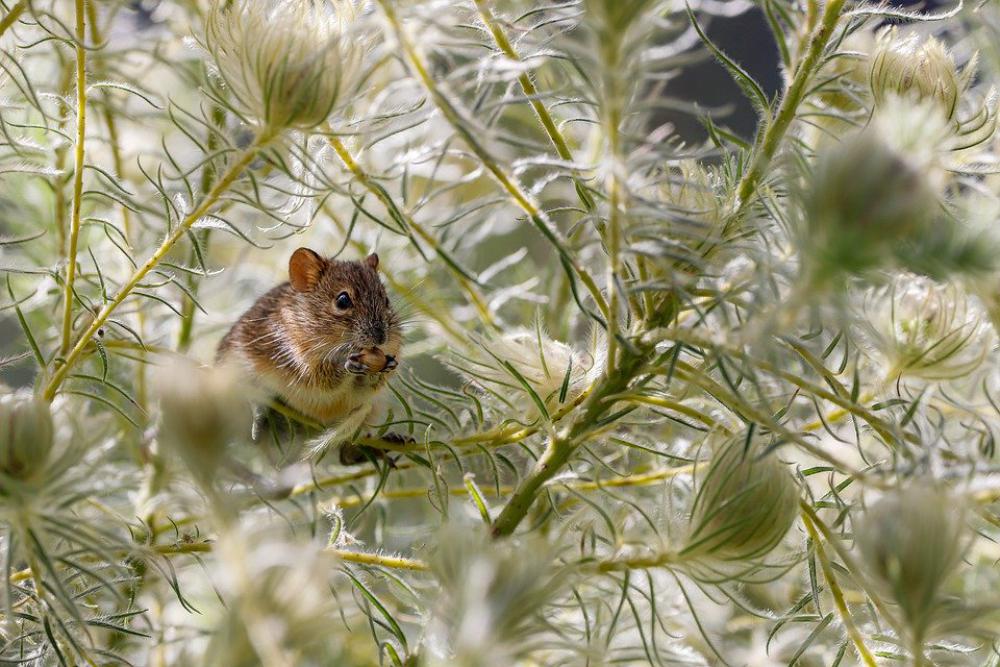 Mouse Eat Rodent Cute Animal Nature Mammal Rat Mouse Eat Rodent Cute Animal Nature Mammal Rat
