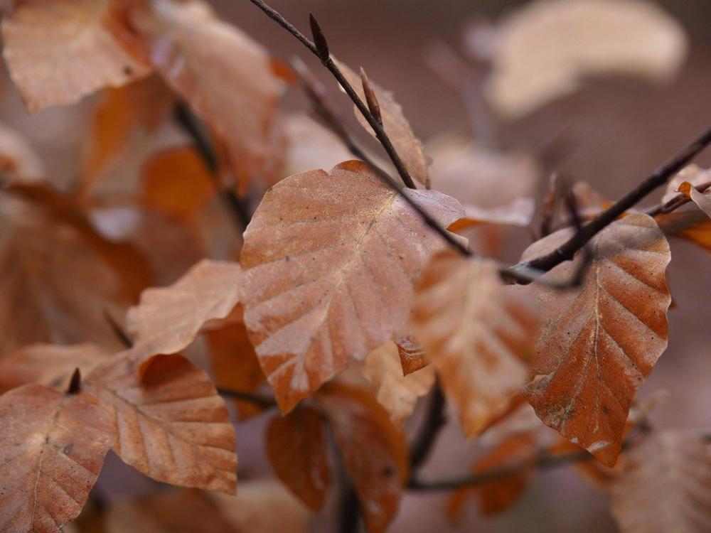 Nature Beech Leaves Color Brown Nature Beech Leaves Color Brown