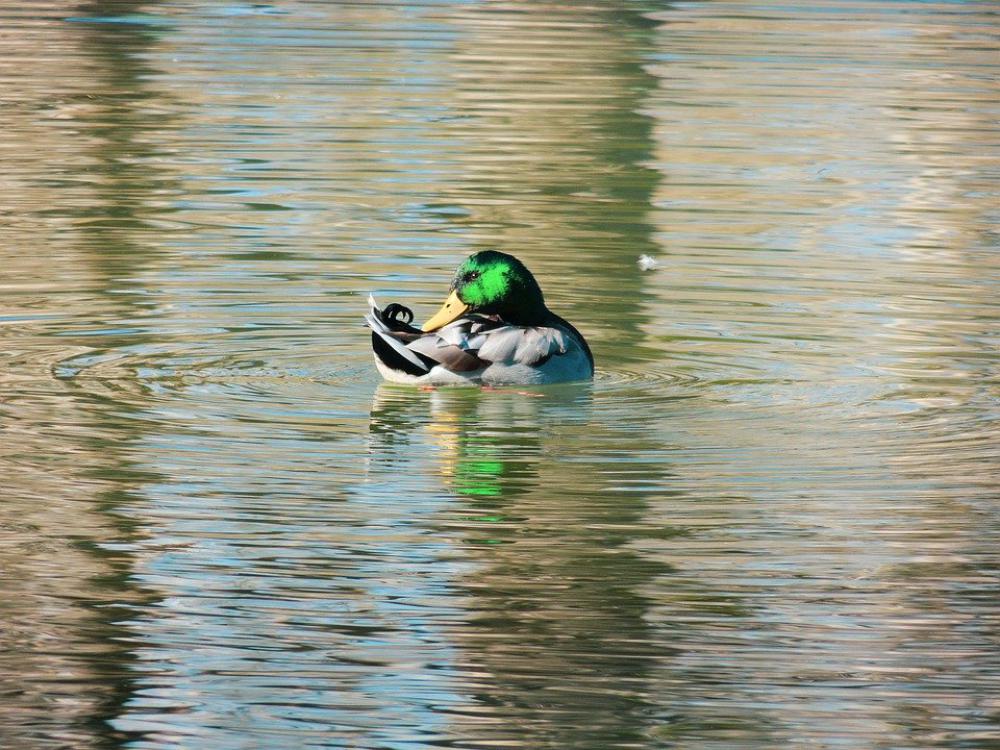 Duck Natural Photography Nature Animal Bird Water Duck Natural Photography Nature Animal Bird Water