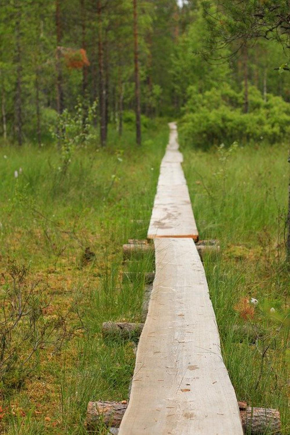 Hiking Duckboard Nature Hike Lapland Landscape Hiking Duckboard Nature Hike Lapland Landscape