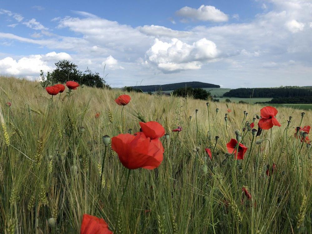 Poppy Summer Nature Klatschmohn Poppy Flower Poppy Summer Nature Klatschmohn Poppy Flower