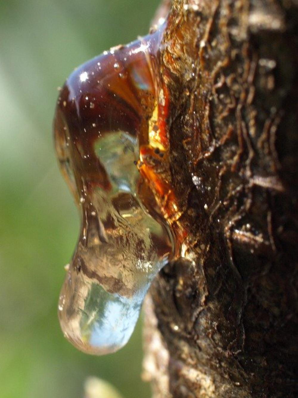Natural Plant Wood Garden Bark Resin Jani Thanks Natural Plant Wood Garden Bark Resin Jani Thanks