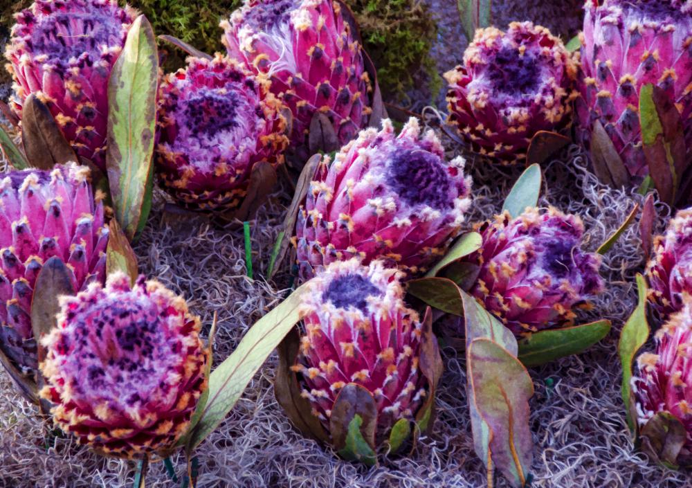 Artichoke Flowers Artichoke Flowers