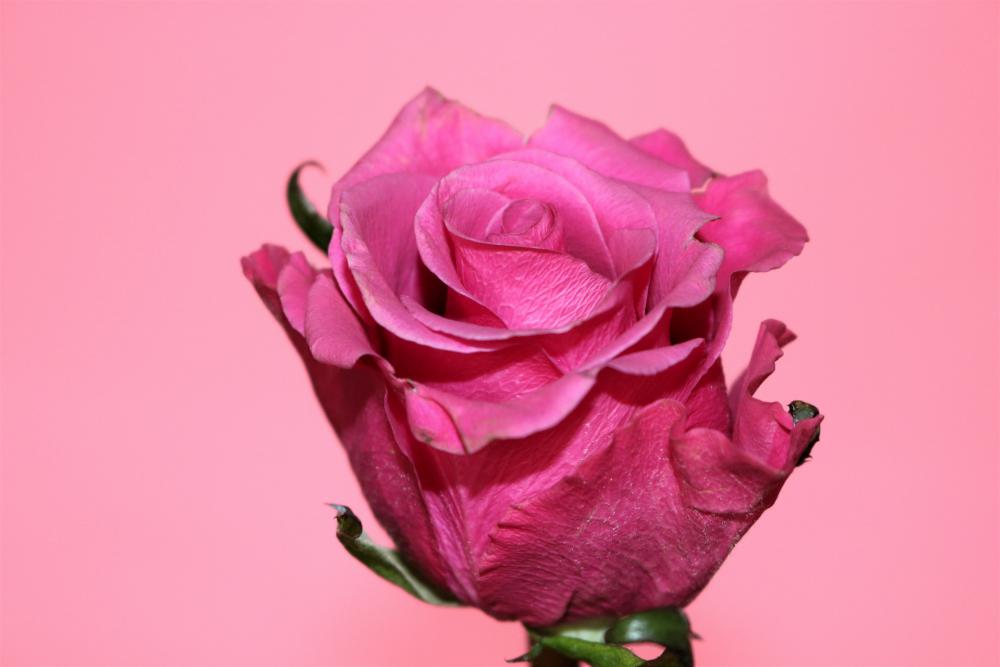 Pink Rose On Pink Close-up Pink Rose On Pink Close-up