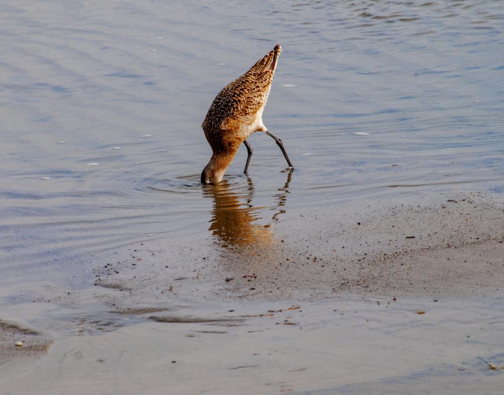 Marine Bird Digging For Sand Crabs Marine Bird Digging For Sand Crabs