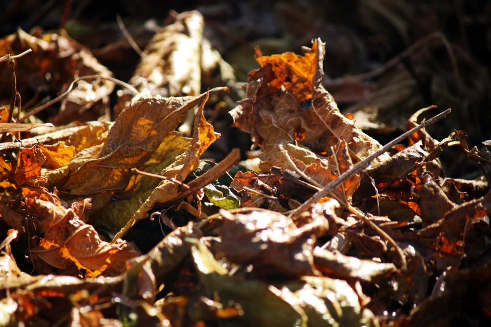 Sunlit Dry Crumpled Amber Leaves Sunlit Dry Crumpled Amber Leaves