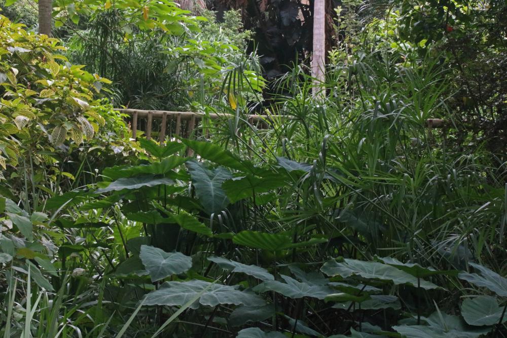 Large Leaves In A Subtropical Park Large Leaves In A Subtropical Park