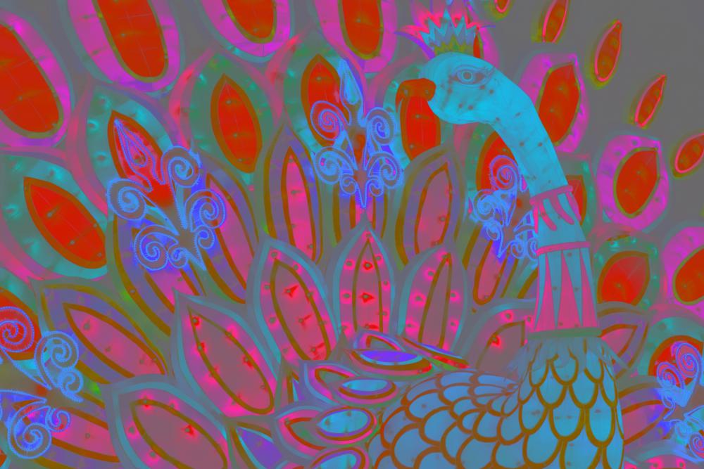 Peacock Illustration Peacock Illustration