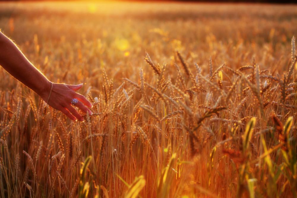 woman wheat field hand walking woman wheat field hand walking