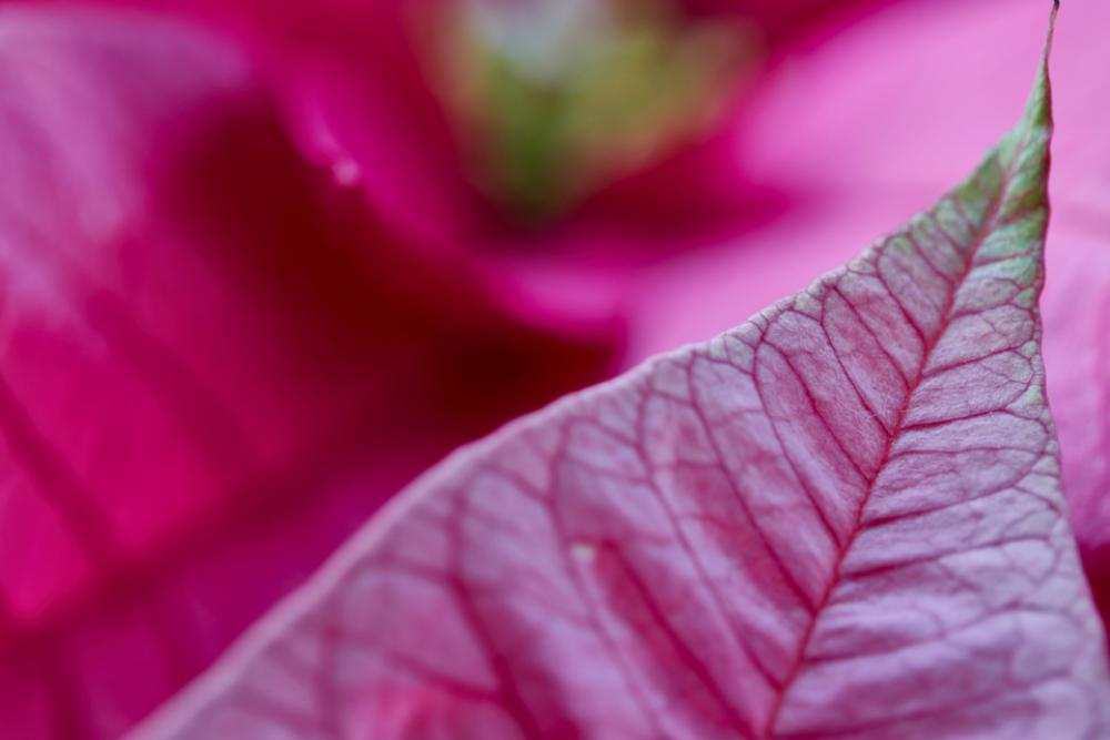 flower leaf macro poinsettia plant flower leaf macro poinsettia plant