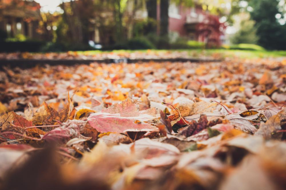 fallen leaves nature autumn fall fallen leaves nature autumn fall