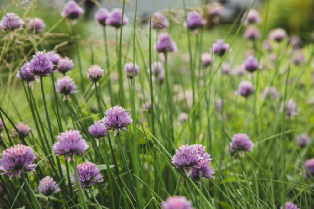 chives blossom garden nature wild chives blossom garden nature wild