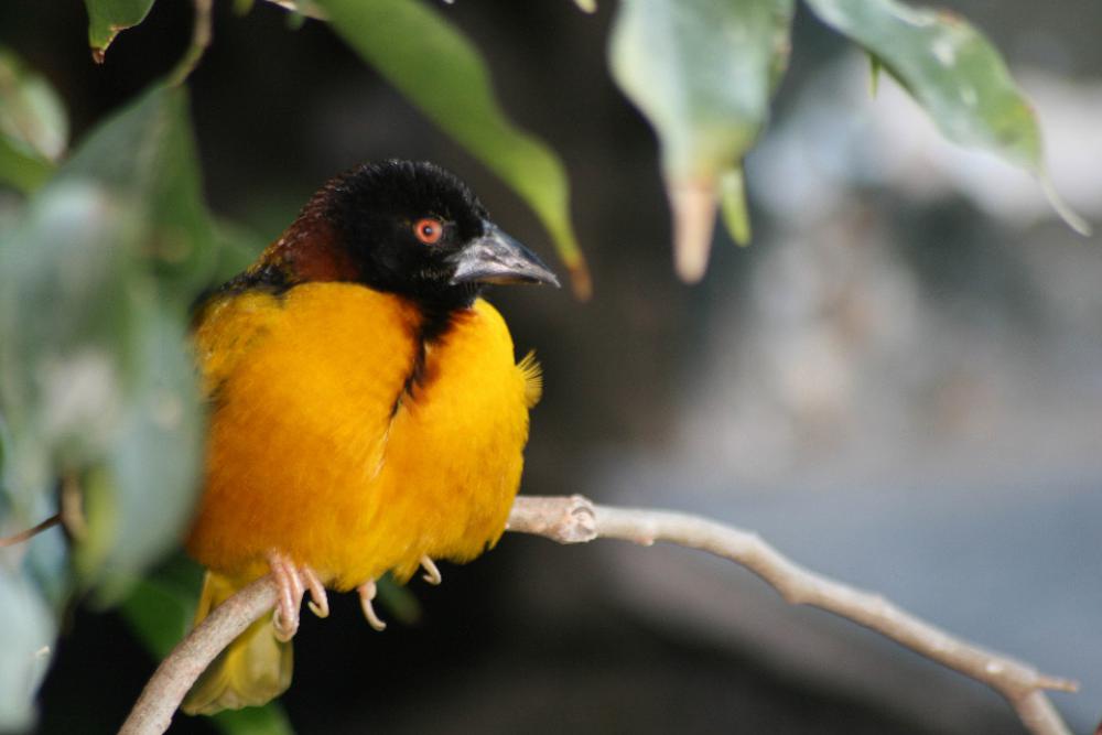bird trees animal wildlife nature bird trees animal wildlife nature