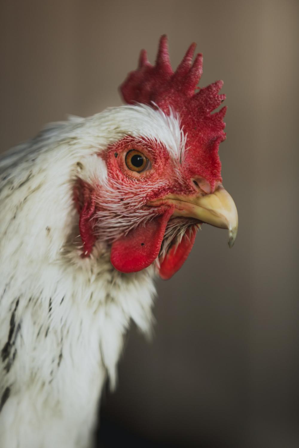 Model Chicken Photo Model Chicken Photo