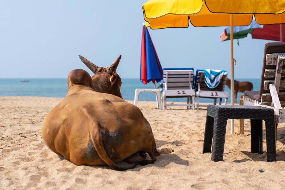 Not The Usual Sunbather Photo Not The Usual Sunbather Photo