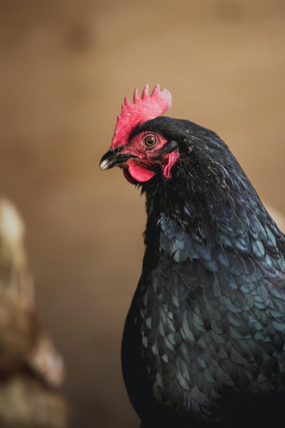 Hen Strikes A Pose Photo Hen Strikes A Pose Photo