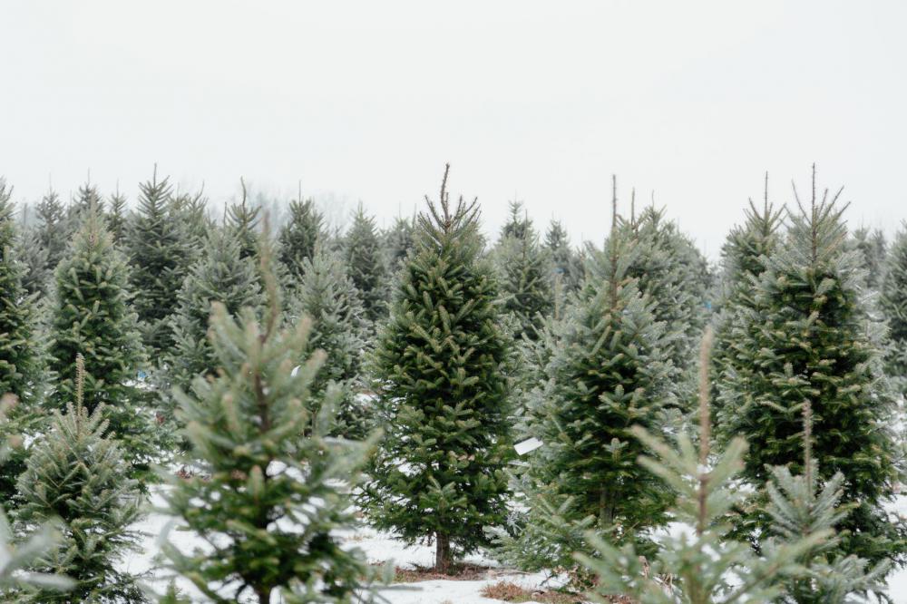 Pine Tree Farm Photo Pine Tree Farm Photo