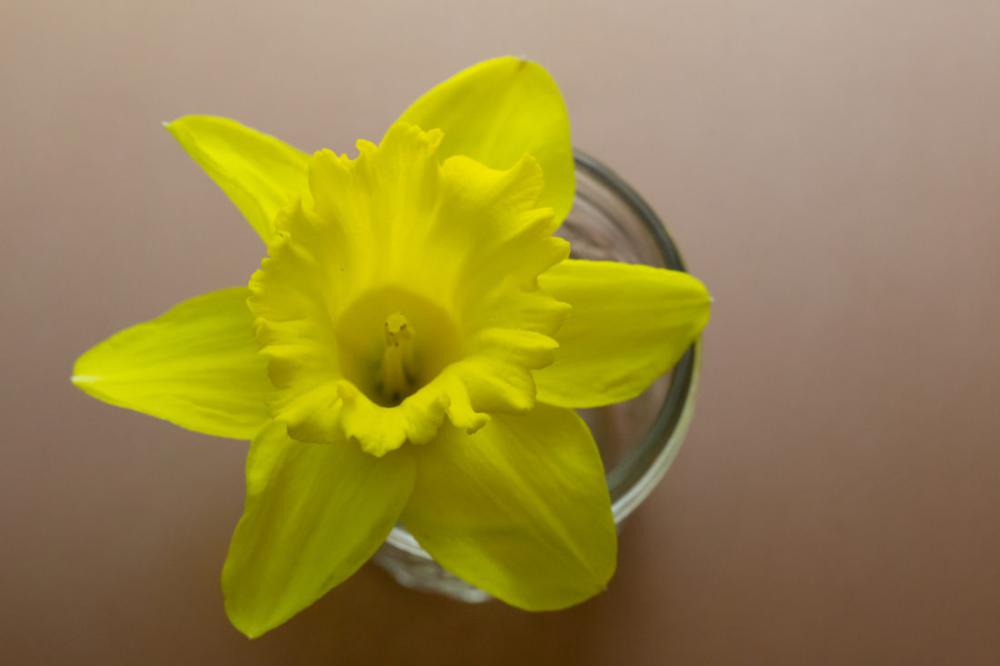 Yellow Flower Flat lay Yellow Flower Flat lay