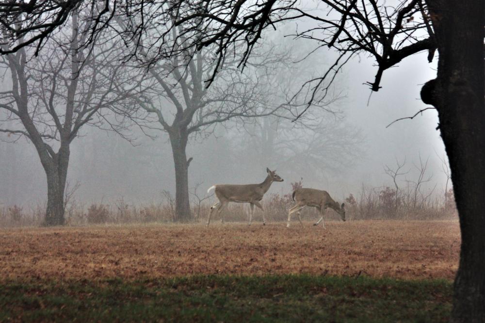 Two Deer In Morning Fog Two Deer In Morning Fog