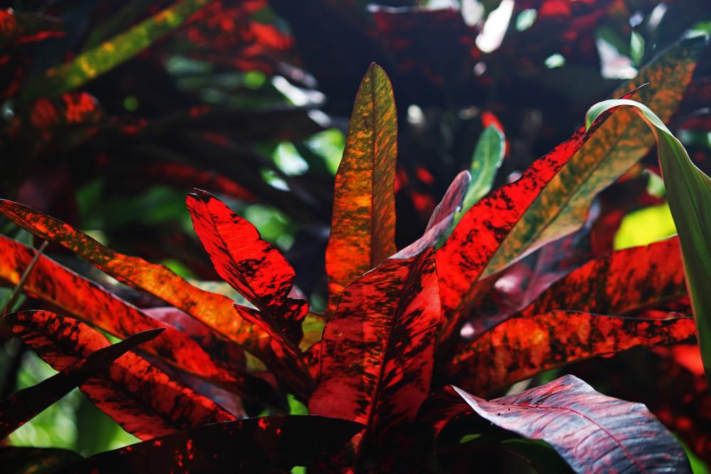 Red Leaves Of A Croton Plant Red Leaves Of A Croton Plant