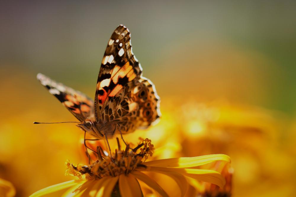 butterfly close up insect garden summer butterfly close up insect garden summer