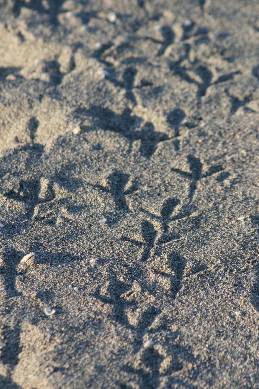 animal footprints nature sand beach animal footprints nature sand beach