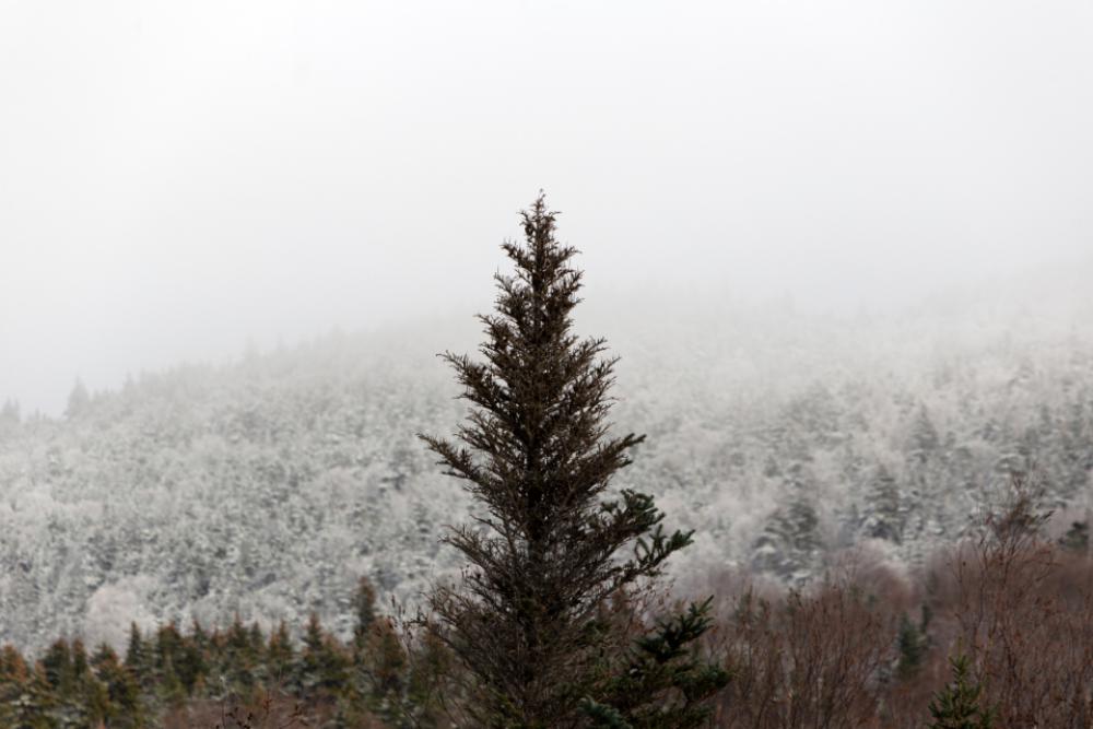 winter tree mountain snow forest winter tree mountain snow forest