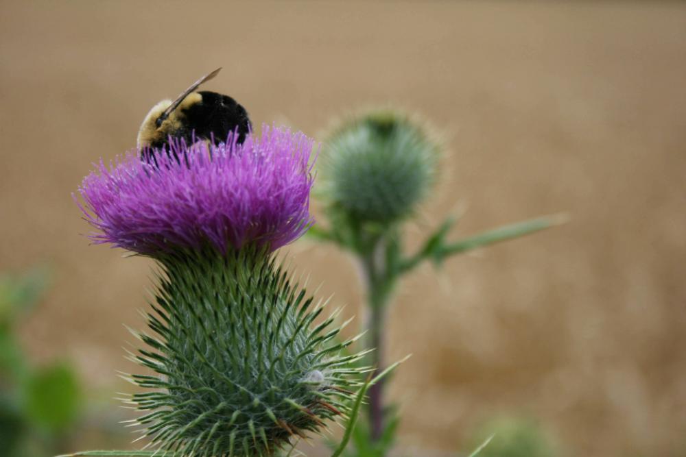 bee close up flower thistle pollen bee close up flower thistle pollen