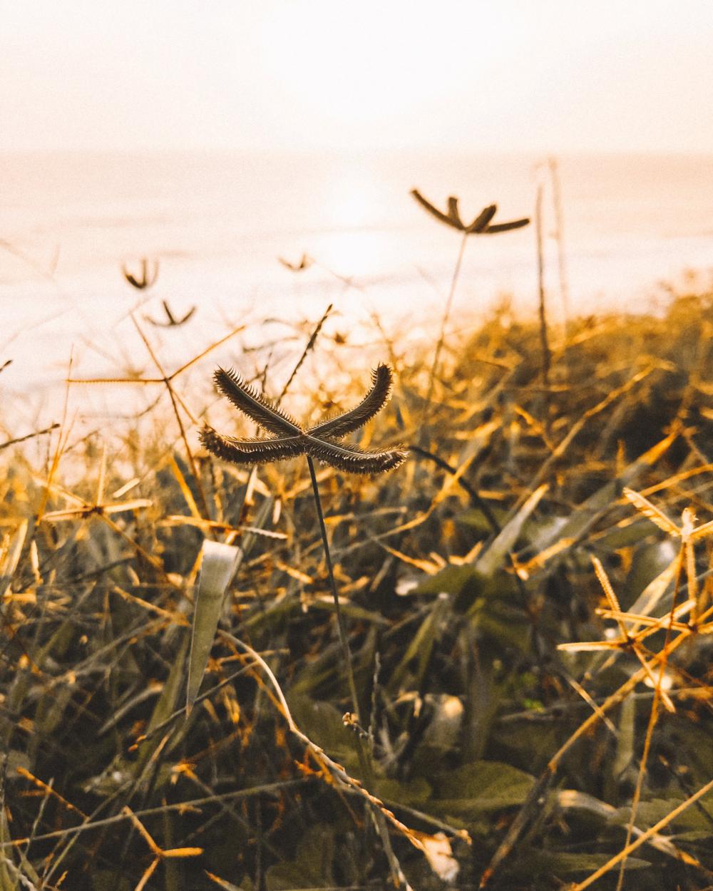 Seaside Plant Photo Seaside Plant Photo