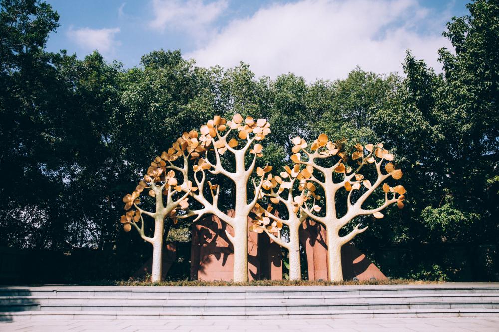 Golden And Green Trees Photo Golden And Green Trees Photo