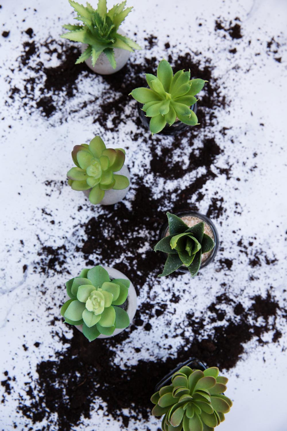 Succulents On Messy Table Photo Succulents On Messy Table Photo