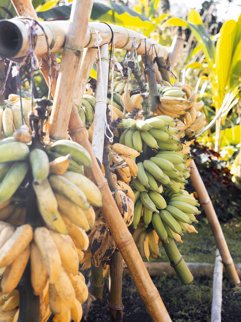 Bananas On Bamboo Photo Bananas On Bamboo Photo