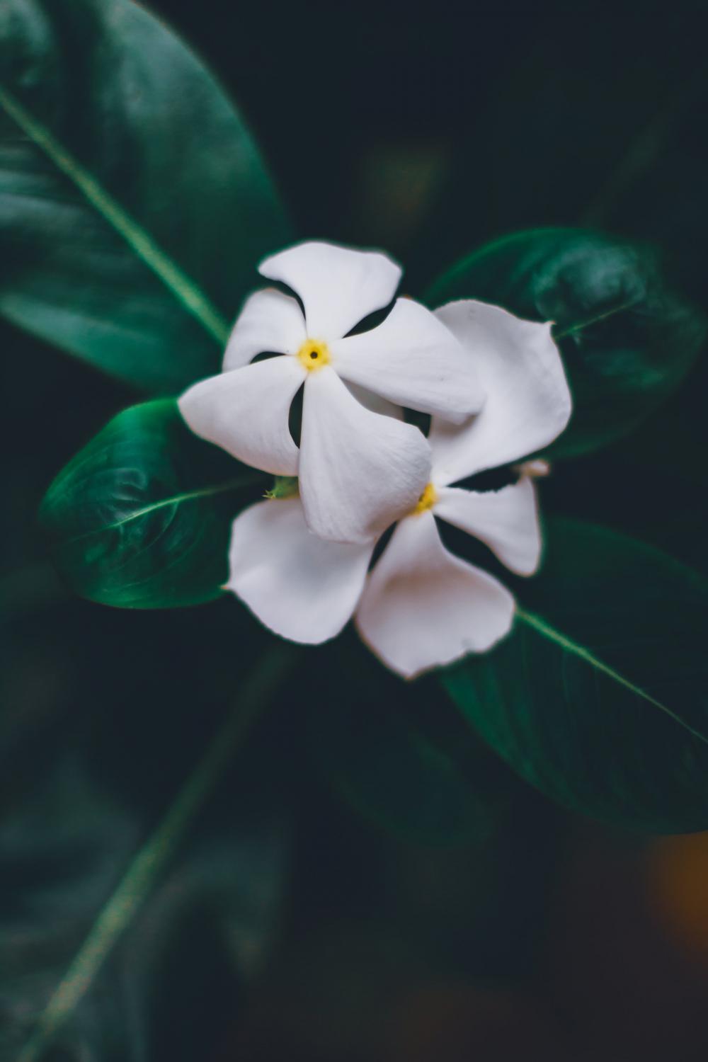 White Flowers Against Dark Leaves Photo White Flowers Against Dark Leaves Photo
