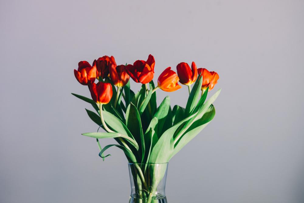 Tulips In A Vase Photo Tulips In A Vase Photo