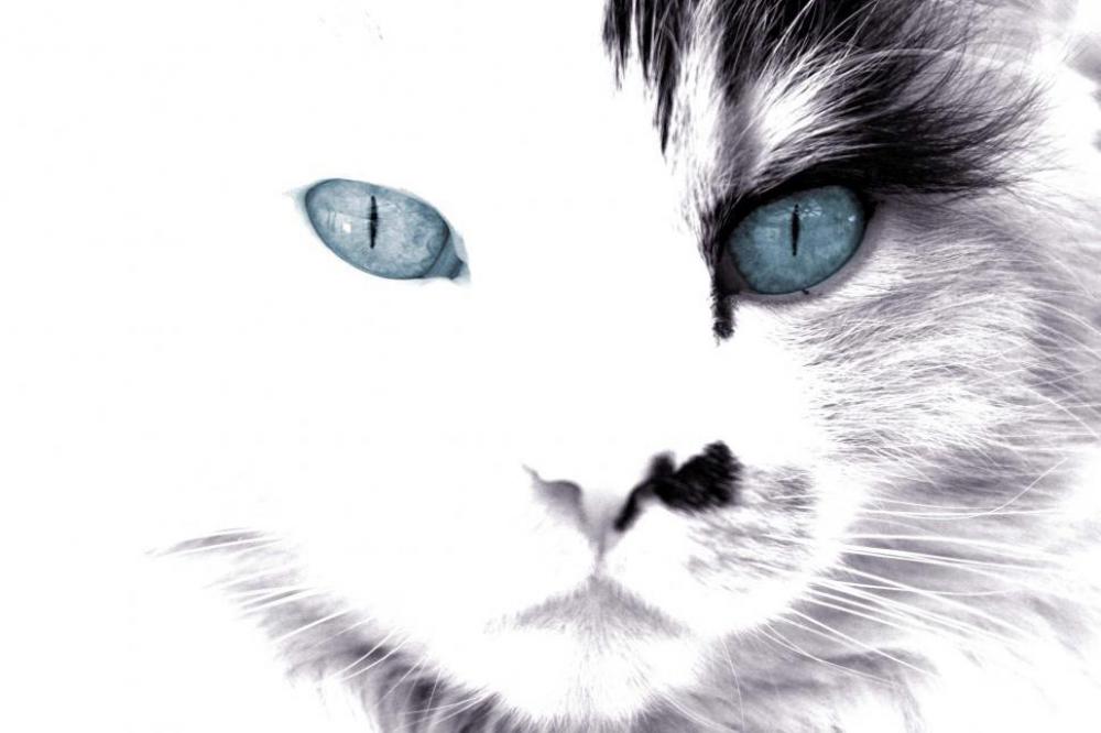 Black and White Cat with Blue Eyes Black and White Cat with Blue Eyes
